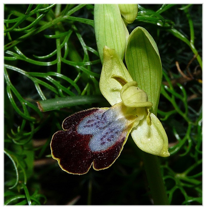 Ophrys fusca s.l. e O. sipontensis